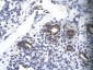 RPS16 antibody - N-terminal region